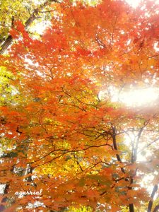 autumn Nami Island korea