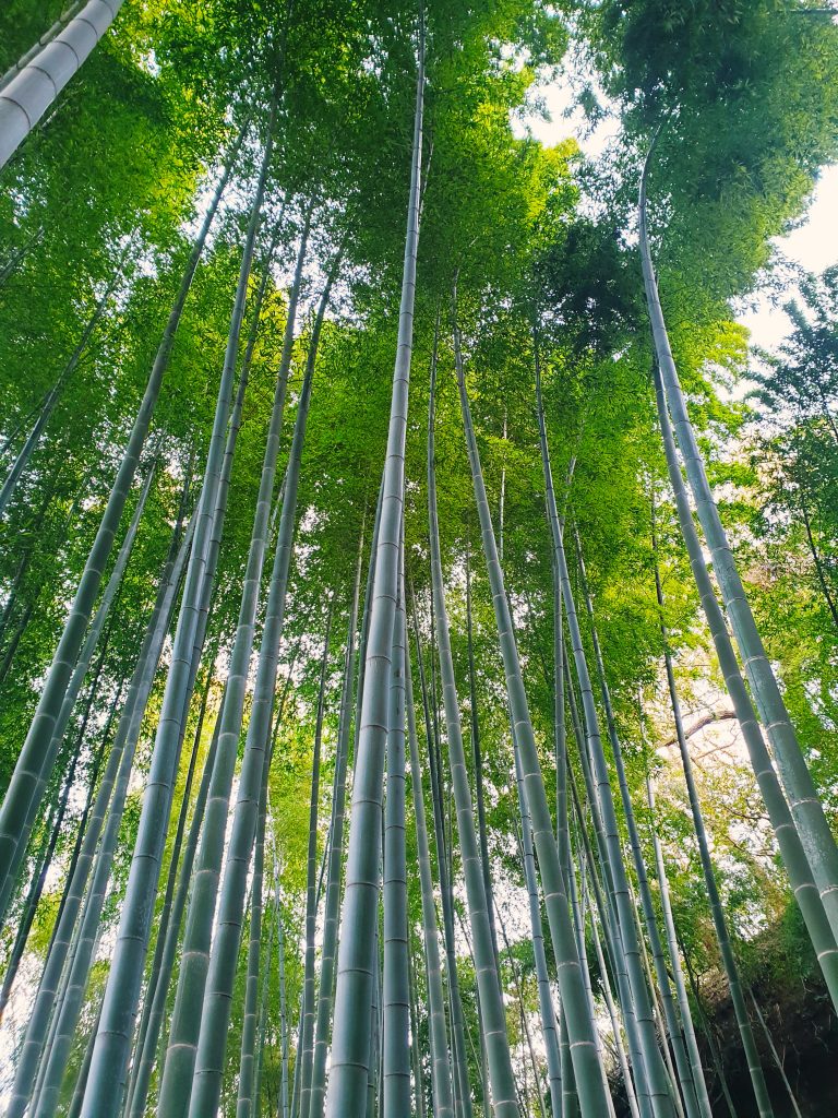 bamboo komorebi japan