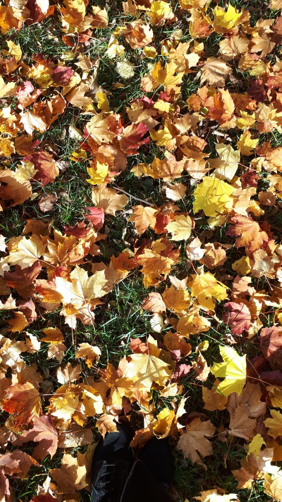 Autumn Fallen Leaves