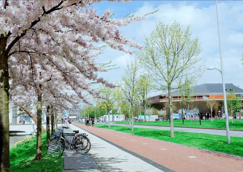 Sakura in Delft